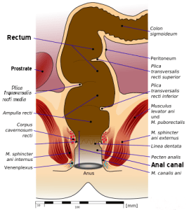 Straight Anal Sex Diagram - WhatIsAFlogger.com | Anal